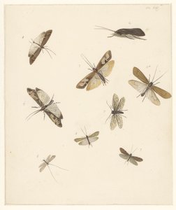 Feuille d