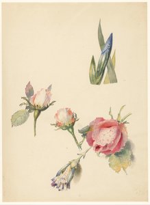 Feuille d