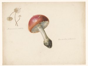 Feuille d