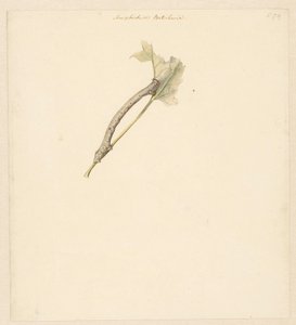 Feuille d