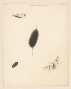 Feuille d