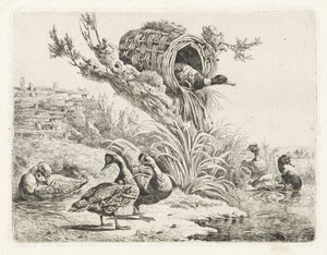 Canards au bord de l