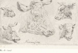 Cinq têtes de vaches - Albertus Verhoesen