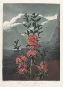 Le Temple de Flora, ou Jardin de la Nature : Le Kalmia à feuilles étroites