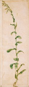 Une plante de tabac, premier quart du 16ème siècle - Albrecht Dürer