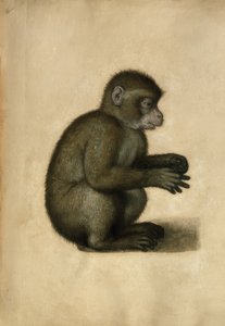 Singe - Albrecht Dürer