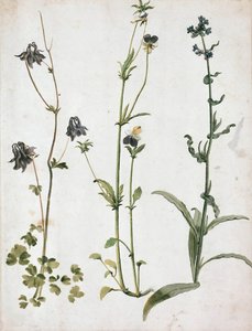 Akelei, Stiefmütterchen und Ochsenzunge, premier quart du 16e siècle