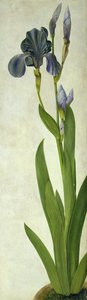 Un iris - Albrecht Dürer