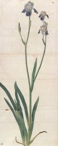 Iris germanica bleue