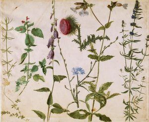 Huit études de fleurs sauvages, vers 1515-1520