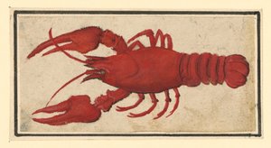 Écrevisse cuite, tournée vers la gauche - Albrecht Dürer