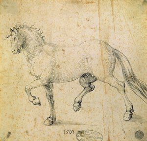 Cheval, 1503