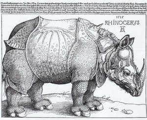 Latin :  Rhinocerus Le Rhinocéros - Albrecht Dürer
