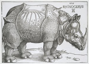 Rhinocéros - Albrecht Dürer