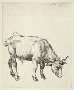 Jeune taureau - Albrecht Dürer