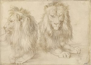 Deux lions couchés - Albrecht Dürer