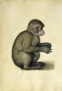 Un singe - Albrecht Dürer