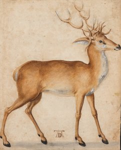 Un cerf