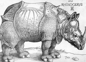 Rhinocéros - Albrecht Dürer
