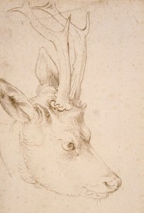 Tête de chevreuil mâle - Dessin de Albrecht Dürer - Albrecht Dürer