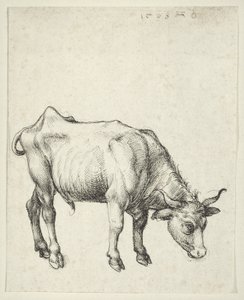Jeune taureau, vers 1493 - Albrecht Dürer