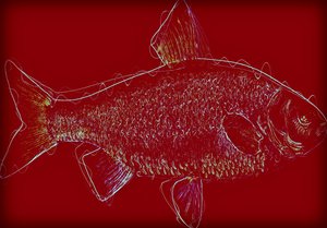 Poisson V, 2020