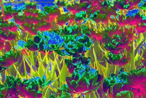 jardin, 2019 - Alex Caminker