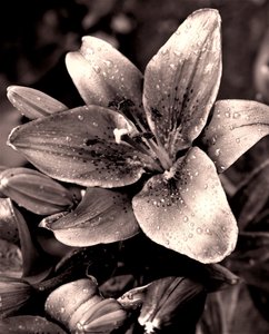 Argent