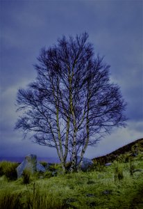 Paysage bicolore, 2019