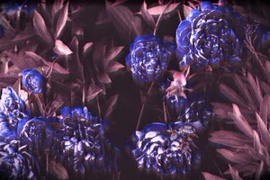 Notes bleues, 2019