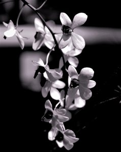 Bouquet - Alex Caminker