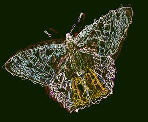 Papillon 6, 2020 - Alex Caminker