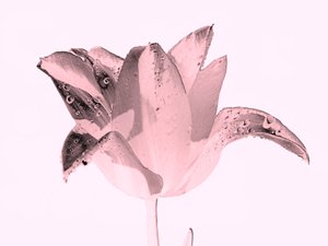 Fleur rose cristal, 2019 - Alex Caminker