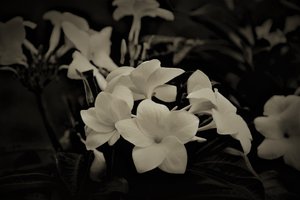 Décorations, 2019 - Alex Caminker