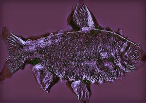Poisson, 2020