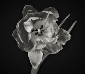 Géométrie des fleurs - Alex Caminker