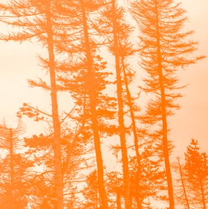 Si les arbres étaient orange, 2019 - Alex Caminker