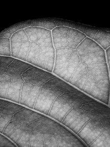 Feuille - Alex Caminker