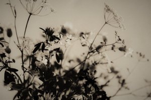 Décorations naturelles, 2019 - Alex Caminker