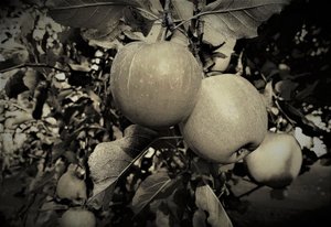 objets naturels - Alex Caminker