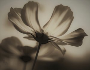 Radiographie naturelle
