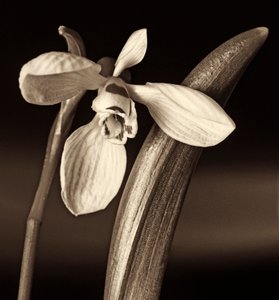 Composition de la nature - Alex Caminker