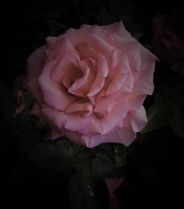 Planète rose