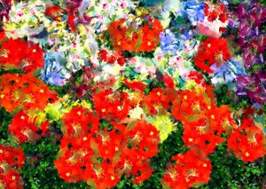 Coquelicot