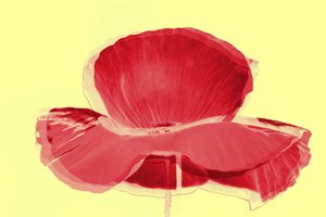 Tulipe rouge, 2019