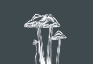 Champignons argentés - Alex Caminker