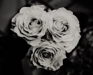 trois roses, 2019 - Alex Caminker