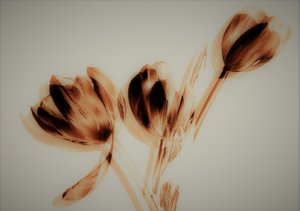 Tulipes