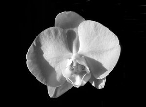 Sans titre (fleur) - Alex Caminker