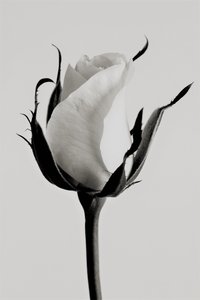 Rose blanche